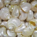 Pearl
