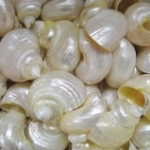 Pearl